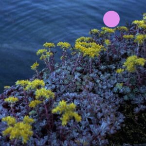 Call for applicants: I spy… a disposable camera project