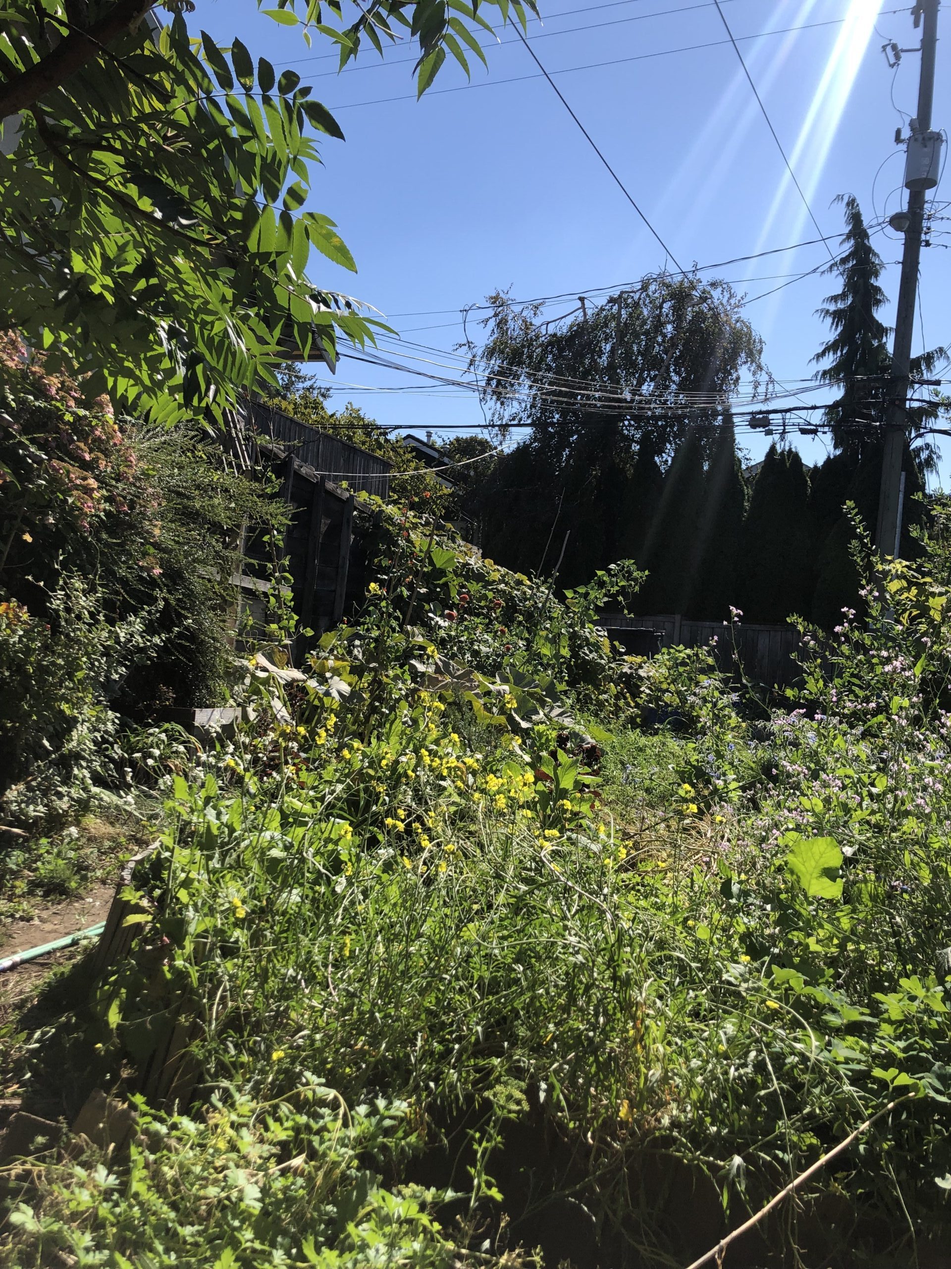 A wild and tangled garden with a blu sky on a sunny day. Powerlines are overhead, along with the leaved from a sumac tree. In the foregrounds are arugula, rashies, and marigolds which have all gone to seed.